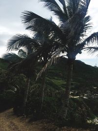 Low angle view of palm trees against sky