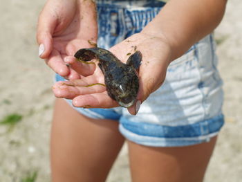 Close-up of hand holding crab