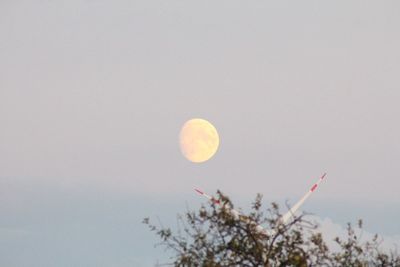Low angle view of plant against clear sky
