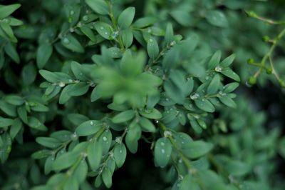 Close-up of fresh green leaves