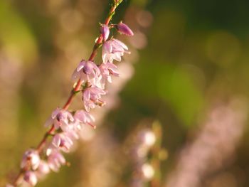 Close-up of pink cherry blossoms