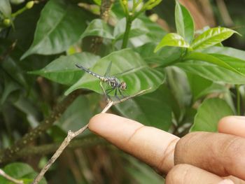 Close-up of insect on hand