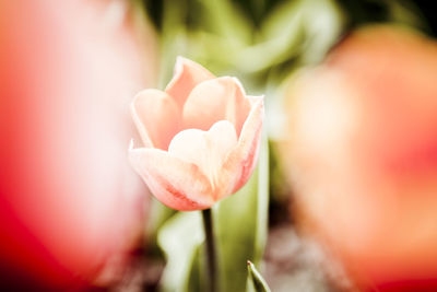 Close-up of pink rose blooming