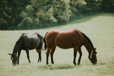 Horses grazing in a field