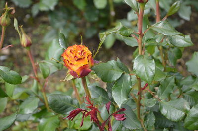 Close-up of red flower