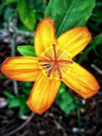 Close-up of yellow flower