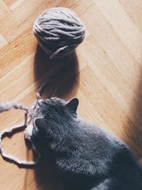 High angle view of cat on hardwood floor