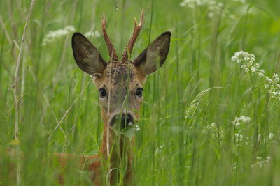 Portrait of squirrel on field