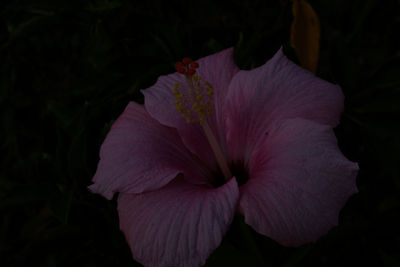 Close-up of flowers