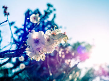 Close-up of cherry blossom