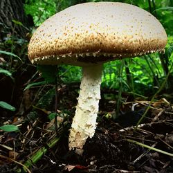 Mushrooms growing in forest