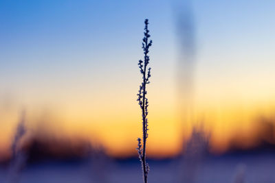 Autumn's frozen whisper. meadows embracing winter's arrival in northern europe