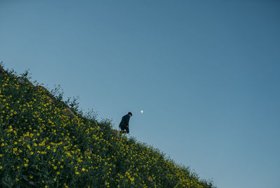 Spring yellow fields