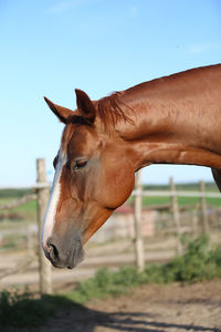 Horse on field against sky