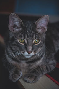 Adorable fluffy cat sitting on a desk