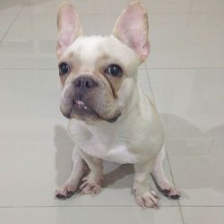 Portrait of dog at home