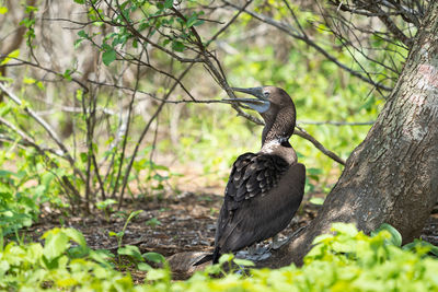 Bird perching on a tree