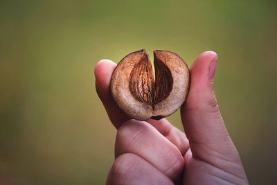 Cropped hand of person holding nutshell