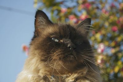 Close-up portrait of a cat