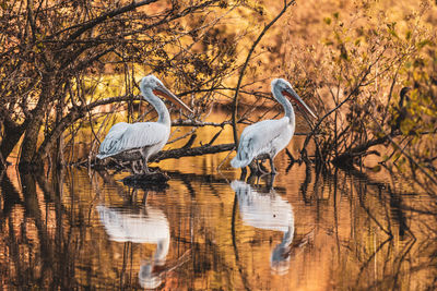 Close-up of bird in lake