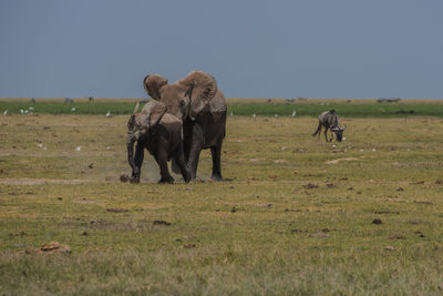 Horses on field against sky