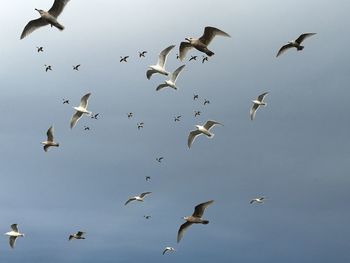 Flock of seagulls flying against sky