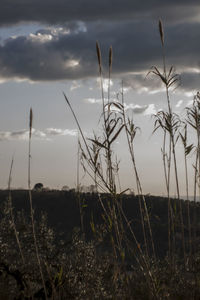 Scenic view of field against cloudy sky