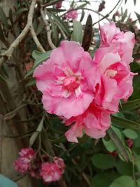 Close-up of pink flowers