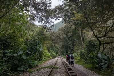 Rear view of people walking on footpath amidst trees
