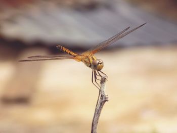 Close-up of dragonfly on plant