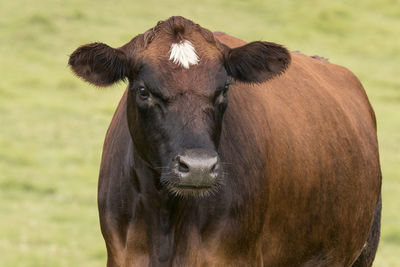 Portrait of a horse on field