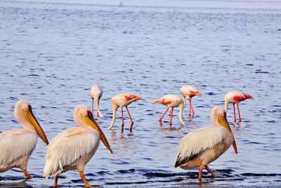 Pelicans and flamingos sharing habitat