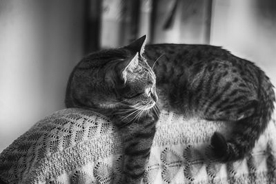 Close-up of cat sitting at home