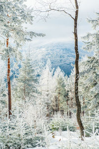 Scenic view of snowcapped mountains during winter