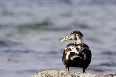 Duck perching on rock