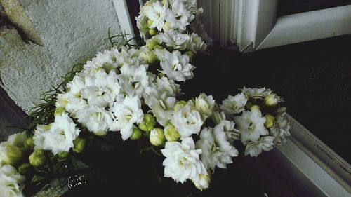 Close-up of white flowers