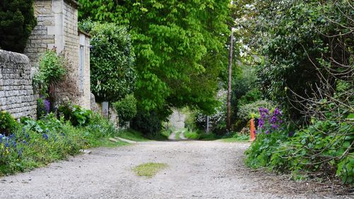 Road amidst trees