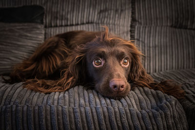 Close-up of dog resting on sofa