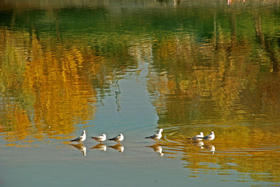 Ducks swimming in lake