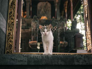 Mystical cat of durga temple