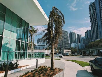 Trees in city against sky