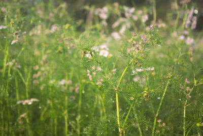 Close-up of flowering plants on field