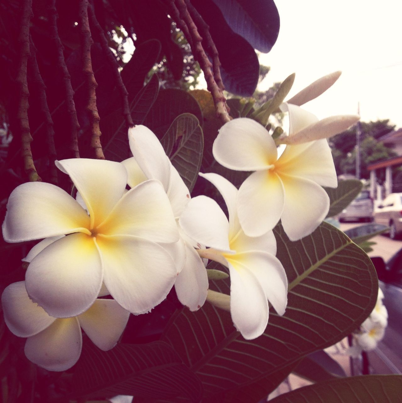 flower, petal, freshness, fragility, flower head, white color, close-up, growth, beauty in nature, nature, focus on foreground, indoors, blooming, orchid, pollen, blossom, in bloom, plant, no people, decoration