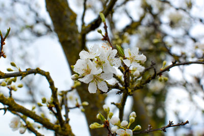 Close-up of white cherry blossoms in spring