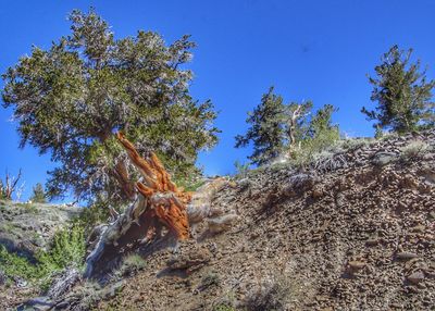 Low angle view of trees against clear blue sky