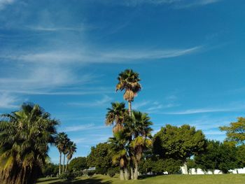 Palm trees against blue sky