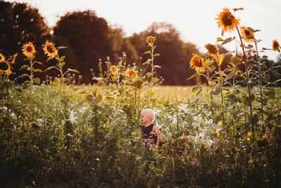 Young boy looking small among tall sunflowers in field on sunny day
