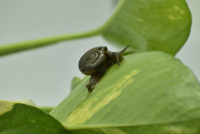 Close-up of insect on leaf