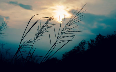 Low angle view of silhouette plants on field against sunset sky
