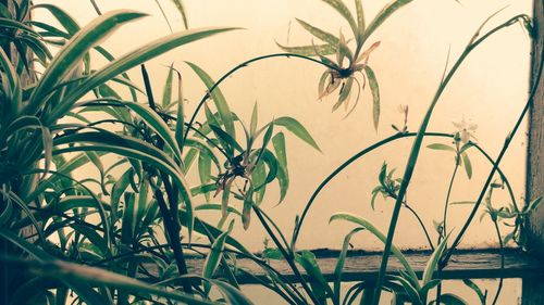 Close-up of plants